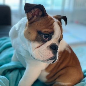 Meet your Posher, Noel